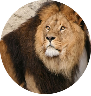 lion